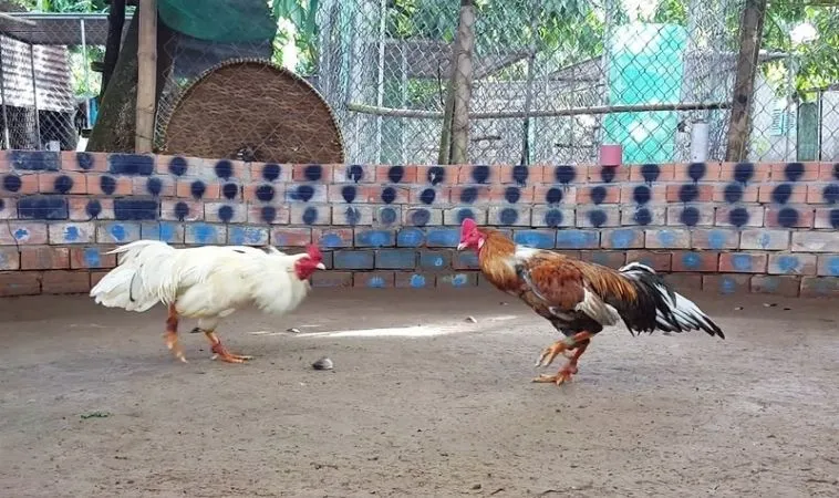 Đá Gà GA28 Tại SV368: Cá Cược Uy Tín Với Trận Đấu Hấp Dẫn 2 Sảnh Đá Gà GA28 tại SV368 hội tụ nhiều chiến kê dũng mãnh